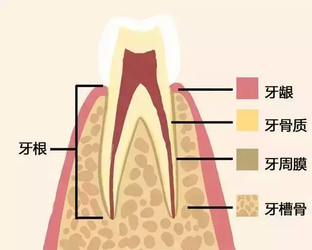 牙齒好，就是財富！